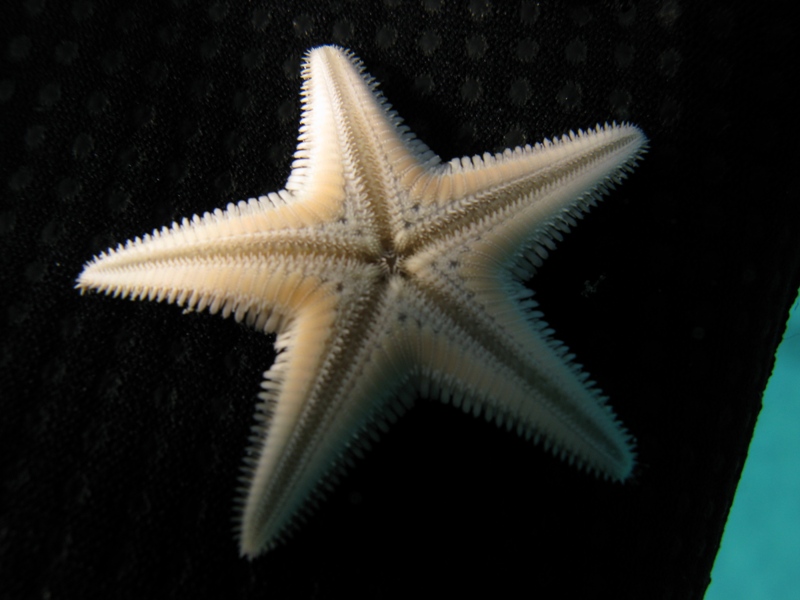 Astropecten jonstoni (Delle Chiaje, 1827)